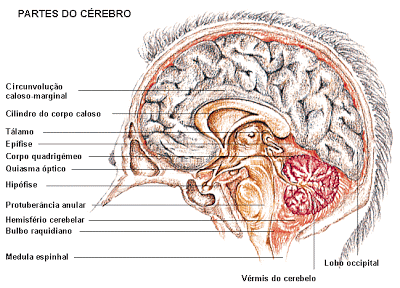 Visualização: Cérebro